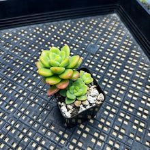 Load image into Gallery viewer, Echeveria Agavoides ebony ‘Peridot’