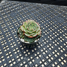 Load image into Gallery viewer, Echeveria ‘Sugar Baby’