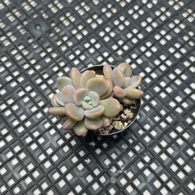 Pachyveria Arden