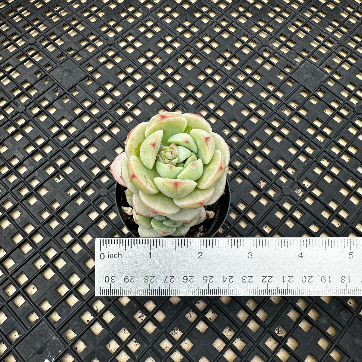 Sedeveria ‘Pudgy’ – Chubby Leaf Succulents
