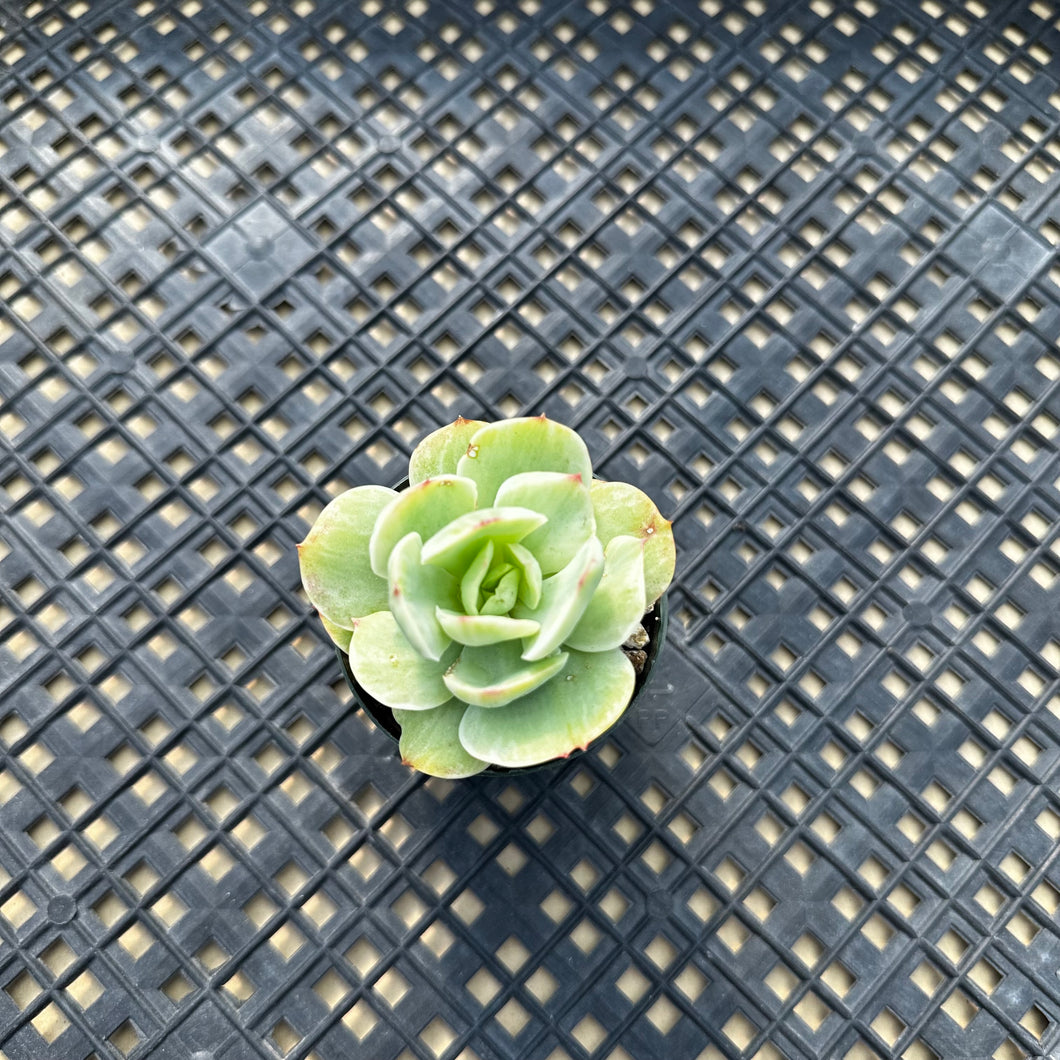 Echeveria ‘Mocha’ Variegated