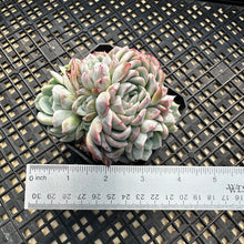 Load image into Gallery viewer, Echeveria ‘Primera’