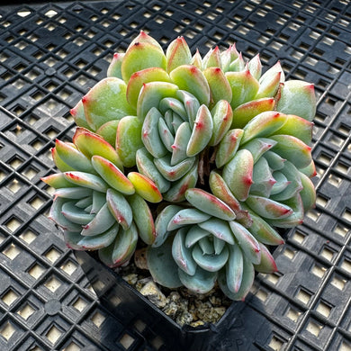 Echeveria ‘Rosalia’