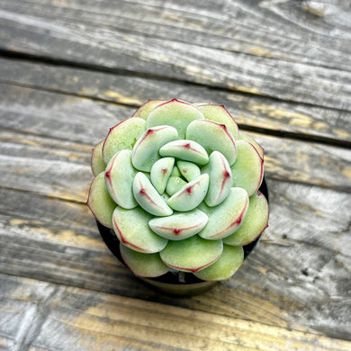 Sedeveria ‘Pudgy’