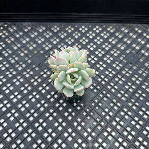 Graptoveria ‘A Grimm One’