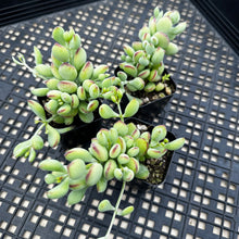 Load image into Gallery viewer, Cotyledon pendens