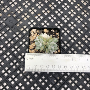 Echeveria Agavoides ‘Tinkerbell’ variegated