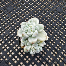 Load image into Gallery viewer, Sedum Clavatum Variegated