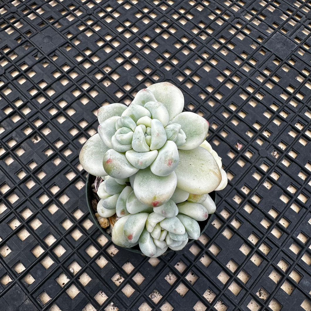 Sedum Clavatum Variegated