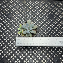 Load image into Gallery viewer, Graptoveria ‘Debbie’ Variegated
