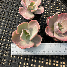 Load image into Gallery viewer, Echeveria ‘Chantilli’ Variegated