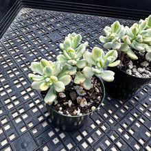 Load image into Gallery viewer, Echeveria macdougallii variegated  aka “sedoides“