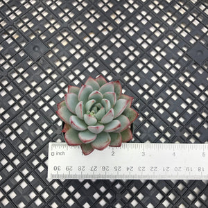 Echeveria ‘Yeomiwol’