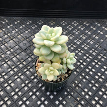 Load image into Gallery viewer, Sedum clavatum variegated