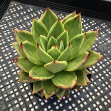 Load image into Gallery viewer, Echeveria agavoides ‘Helios’