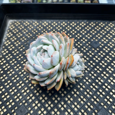 Echeveria ‘Orange Monroe’