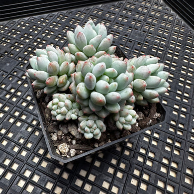 Echeveria ‘Crown Ball’