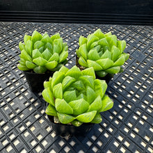 Load image into Gallery viewer, Haworthia cooperi