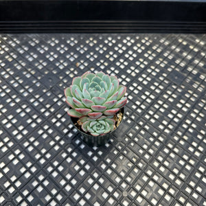 Echeveria ‘Polonaise’