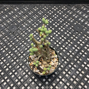 Tylecodon sinus-alexandri aka schaeferianus