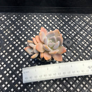 Pachyveria Pachyphytodies