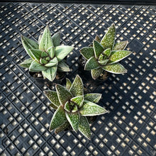 Load image into Gallery viewer, Gasteria ‘Kaleidoscope’