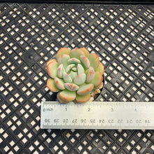 Load image into Gallery viewer, Graptoveria ‘A Grim One’