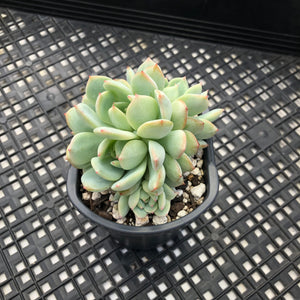 Echeveria ‘Marisa’