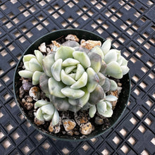 Load image into Gallery viewer, Echeveria Agavoides ‘Tinkerbell’ Variegated