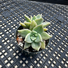 Load image into Gallery viewer, Echeveria agavoides ‘Citrina’