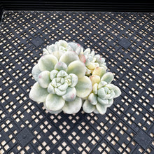 Load image into Gallery viewer, Sedum clavatum variegated