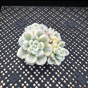 Sedum clavatum variegated