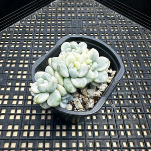 Sedum clavatum variegated