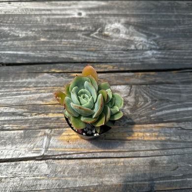 Echeveria ‘Lemon Tree’