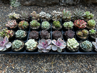 #ER-F34 Assorted 2-2.5” premium succulents. Echeveria, Crested, Crassula, Graptoveria, Sedum, Variegated