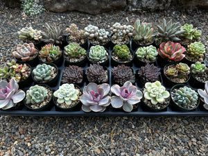#ER-F34 Assorted 2-2.5” premium succulents. Echeveria, Crested, Crassula, Graptoveria, Sedum, Variegated