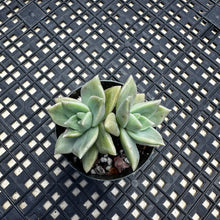 Load image into Gallery viewer, Echeveria agavoides ‘Citrina’