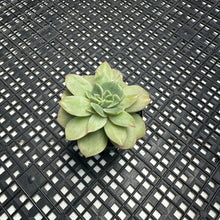 Load image into Gallery viewer, Echeveria ‘White Snow’ Montrose Variegated