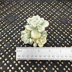 Sedum Clavatum Variegated