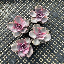 Load image into Gallery viewer, Echeveria rainbow 