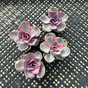 Echeveria rainbow 