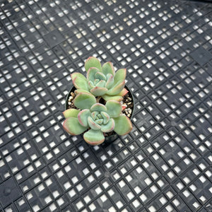 Echeveria ‘Chubby Lips’