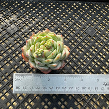 Load image into Gallery viewer, Echeveria ‘Marisa’