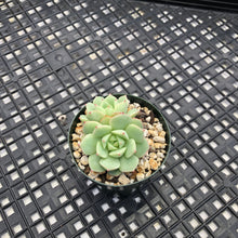 Load image into Gallery viewer, Echeveria Porima