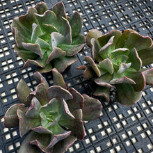 Load image into Gallery viewer, Echeveria ‘Dark Vader’
