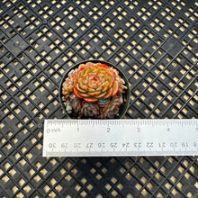 Load image into Gallery viewer, Echeveria ‘Sugar Baby’