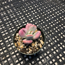 Load image into Gallery viewer, Cotyledon orbiculata cv Variegata