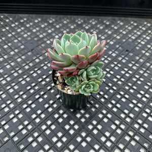 Echeveria Nanahukumini