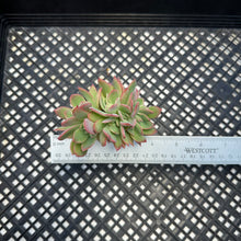 Load image into Gallery viewer, Echeveria ‘Luella’