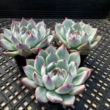 Load image into Gallery viewer, Echeveria ‘Parva’